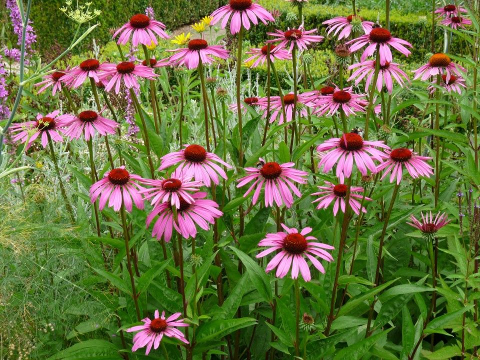 Echinacea purpurea 'Rubinstern'